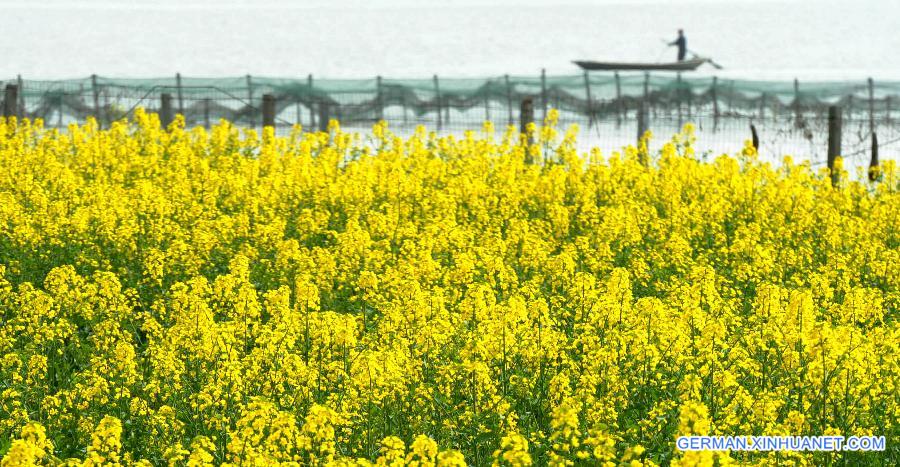 #CHINA-JIANGSU-SUZHOU-RAPE FLOWERS (CN)