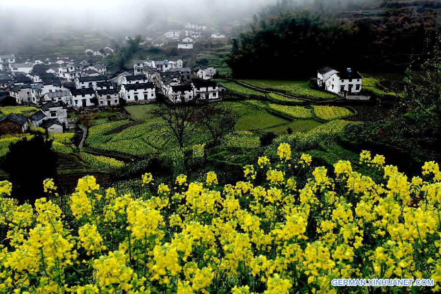 #CHINA-ANHUI-XIUNING-RAPE FLOWERS (CN)