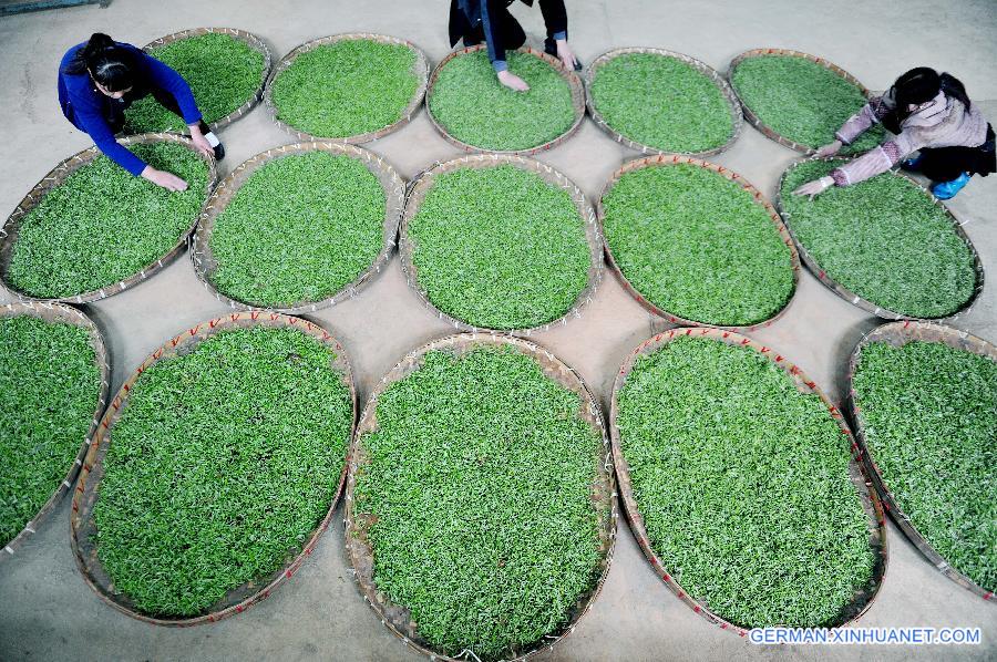 #CHINA-JIANGXI-SHANGRAO-TEA (CN)