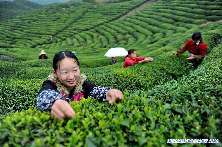 #CHINA-JIANGXI-SHANGRAO-TEA (CN)