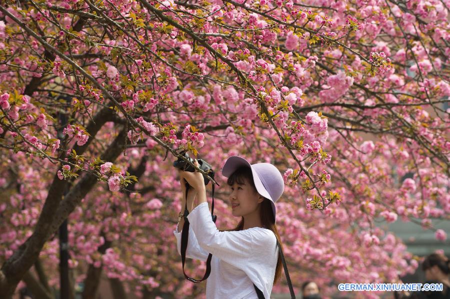 CHINA-HEFEI-CHERRY BLOSSOM (CN)