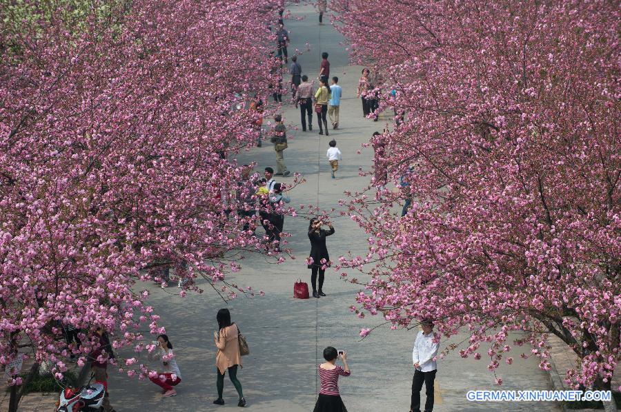 CHINA-HEFEI-CHERRY BLOSSOM (CN)