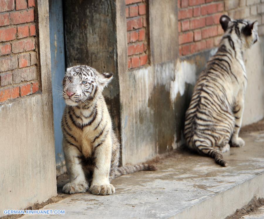 CHINA-XI'AN-WHITE TIGER-TRIPLETS (CN)