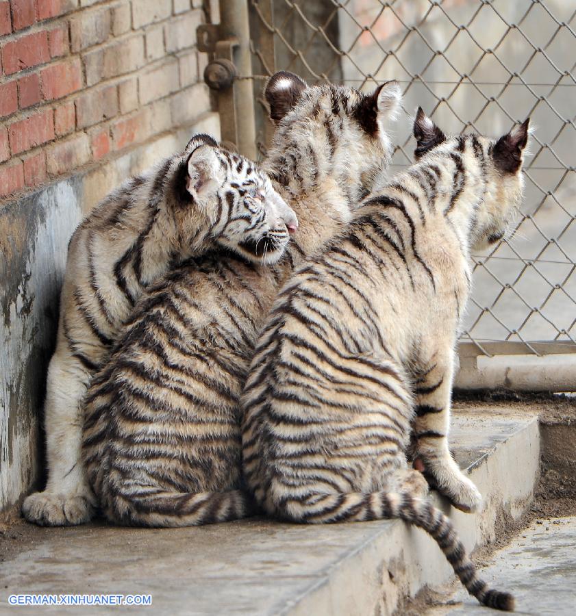 CHINA-XI'AN-WHITE TIGER-TRIPLETS (CN)