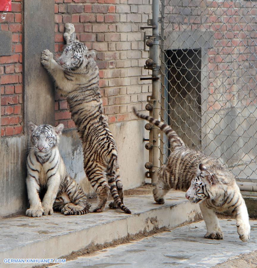 CHINA-XI'AN-WHITE TIGER-TRIPLETS (CN)