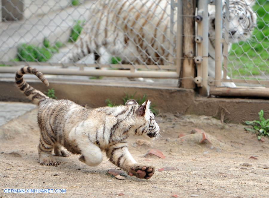 CHINA-XI'AN-WHITE TIGER-TRIPLETS (CN)