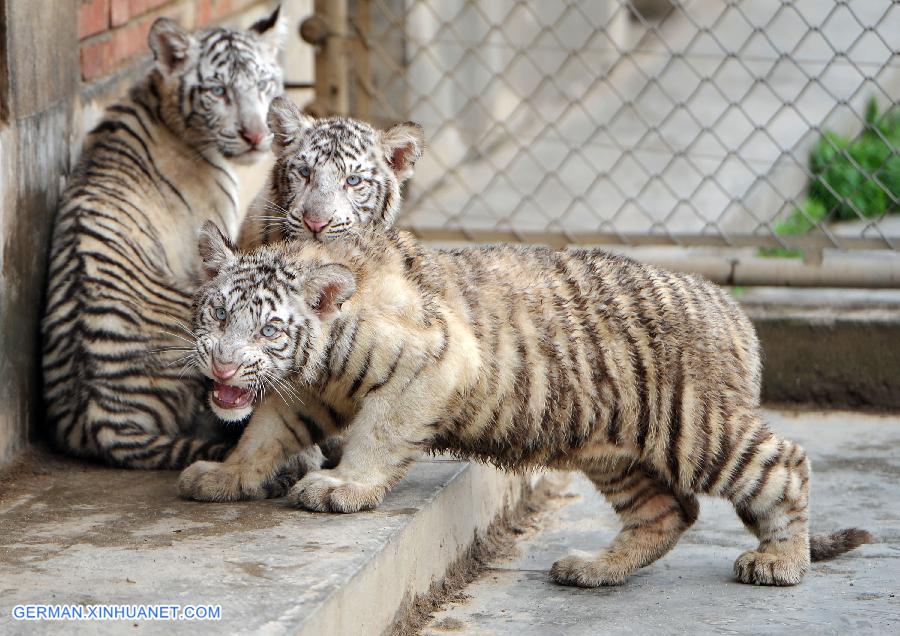 CHINA-XI'AN-WHITE TIGER-TRIPLETS (CN)