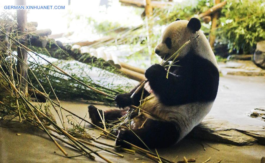 BELGIUM-PANDA-CHINA-ZOO-REOPEN