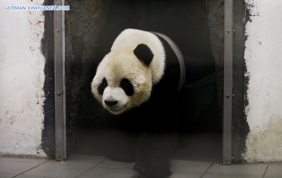 BELGIUM-PANDA-CHINA-ZOO-REOPEN