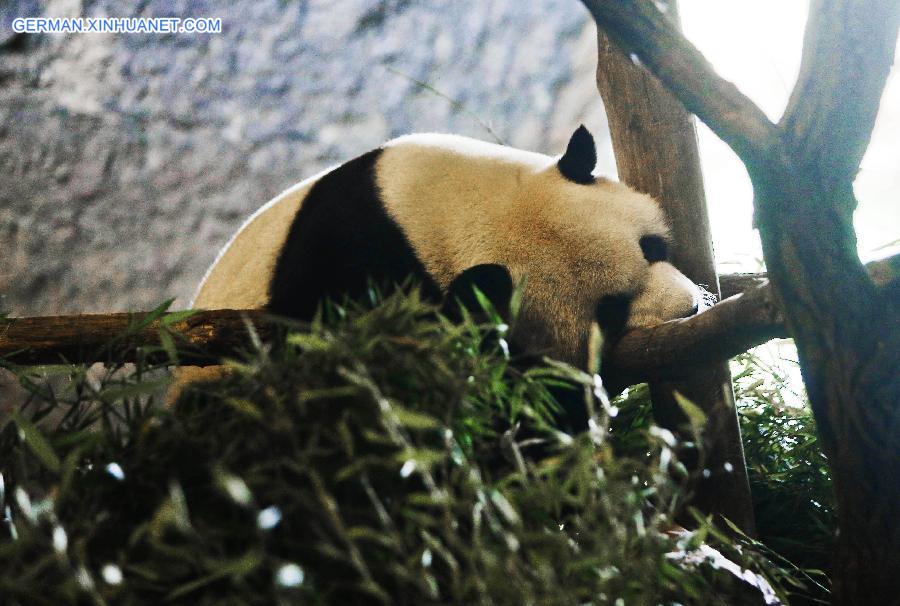 BELGIUM-PANDA-CHINA-ZOO-REOPEN