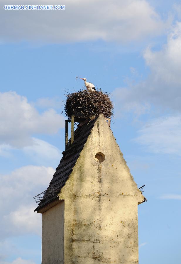 GERMANY-RUESTAEDT-WHITE STORK