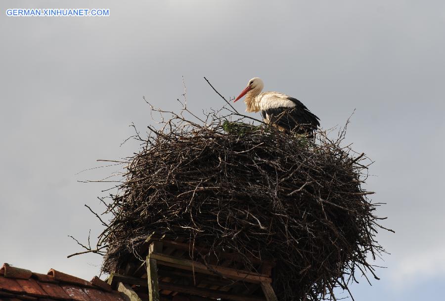 GERMANY-RUESTAEDT-WHITE STORK