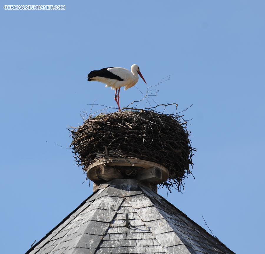 GERMANY-RUESTAEDT-WHITE STORK