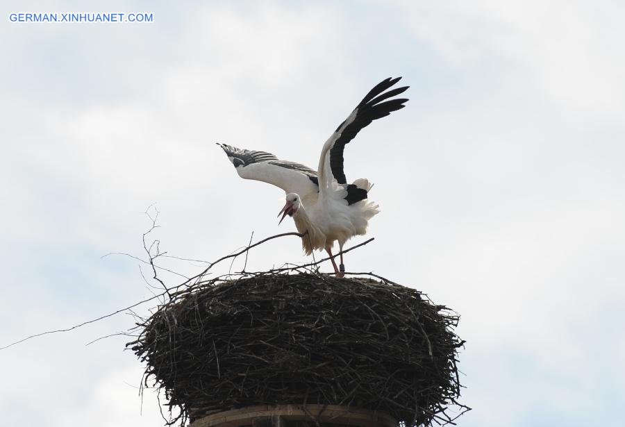 GERMANY-RUESTAEDT-WHITE STORK