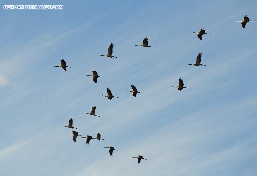 GERMANY-RUESTAEDT-WHITE STORK