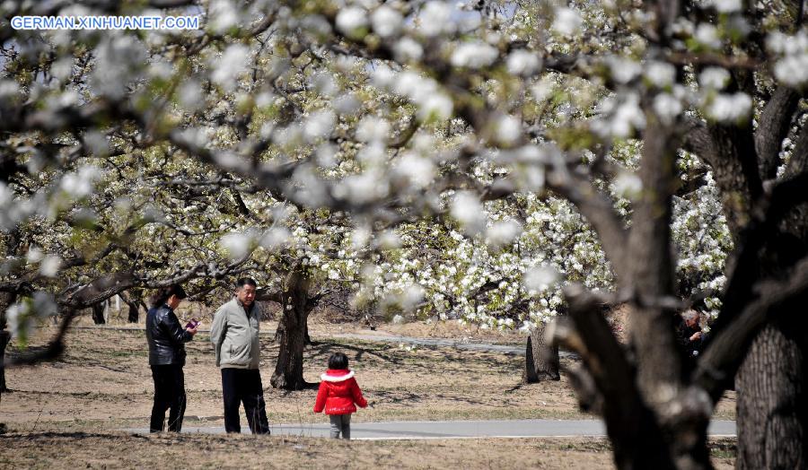 CHINA-BEIJING-PEAR BLOSSOM(CN)