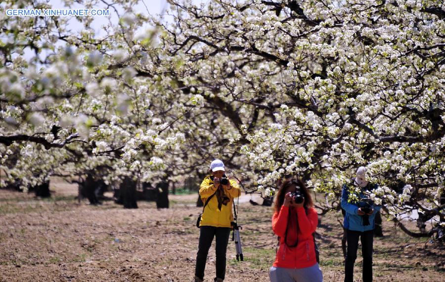 CHINA-BEIJING-PEAR BLOSSOM(CN)