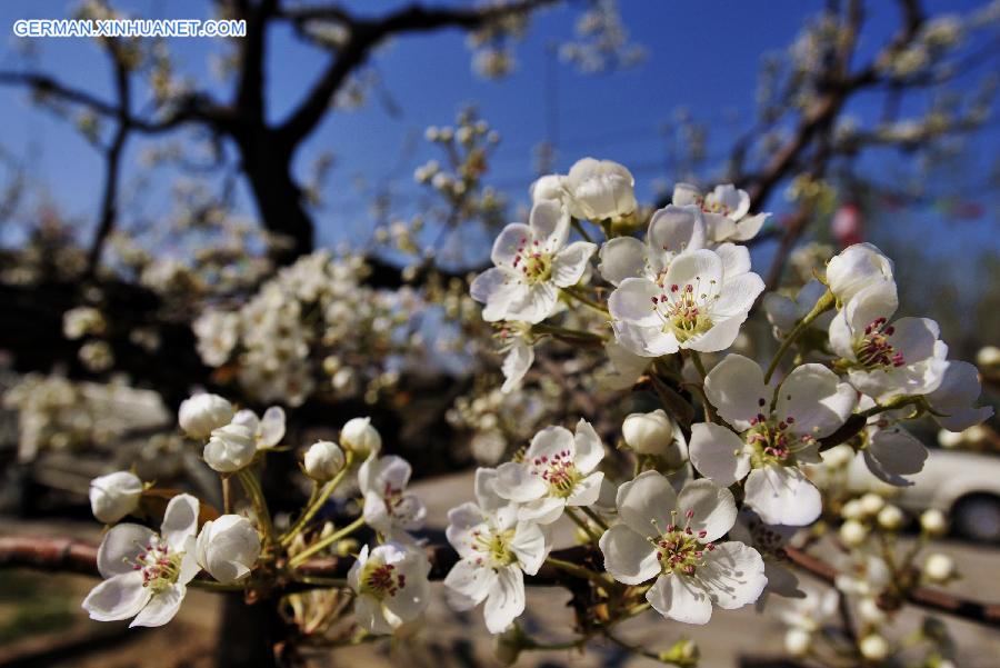 CHINA-BEIJING-PEAR BLOSSOM(CN)