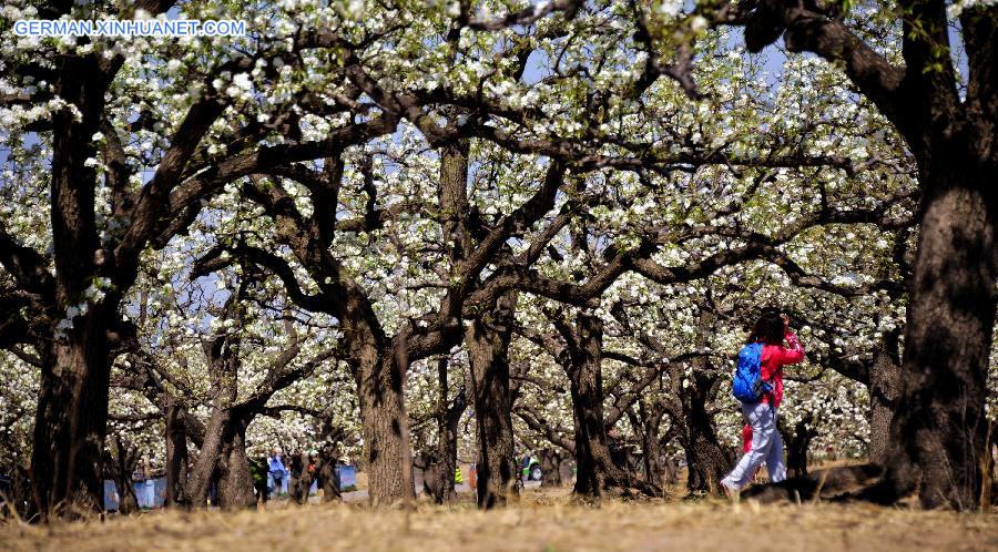 CHINA-BEIJING-PEAR BLOSSOM(CN)