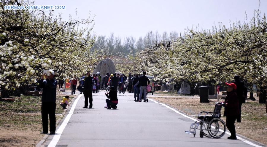 CHINA-BEIJING-PEAR BLOSSOM(CN)