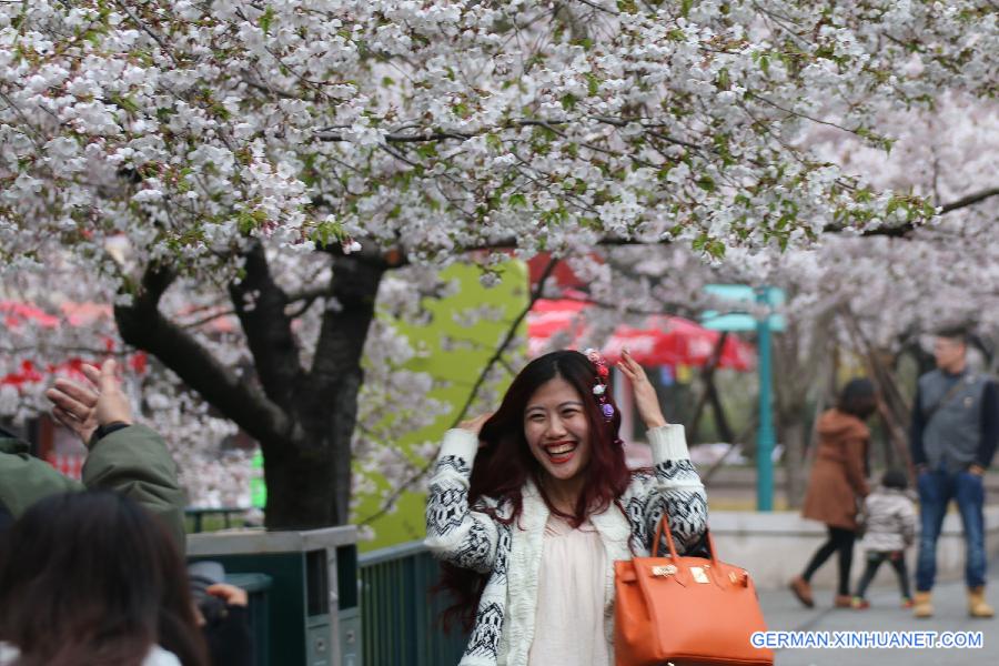 #CHINA-QINGDAO-CHERRY BLOSSOM-RAIN (CN)