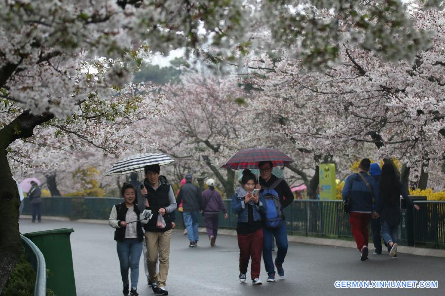 #CHINA-QINGDAO-CHERRY BLOSSOM-RAIN (CN)