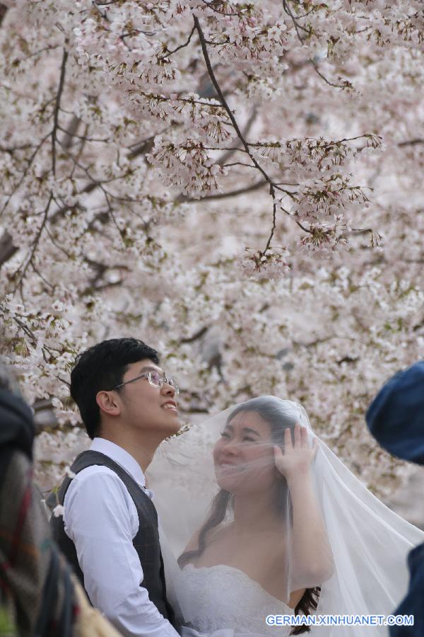 #CHINA-QINGDAO-CHERRY BLOSSOM-RAIN (CN)