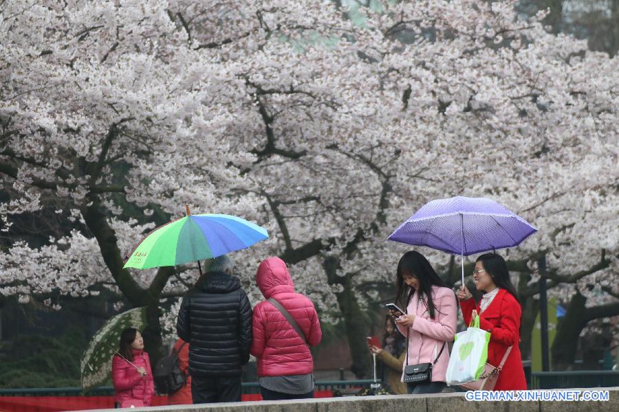 #CHINA-QINGDAO-CHERRY BLOSSOM-RAIN (CN)