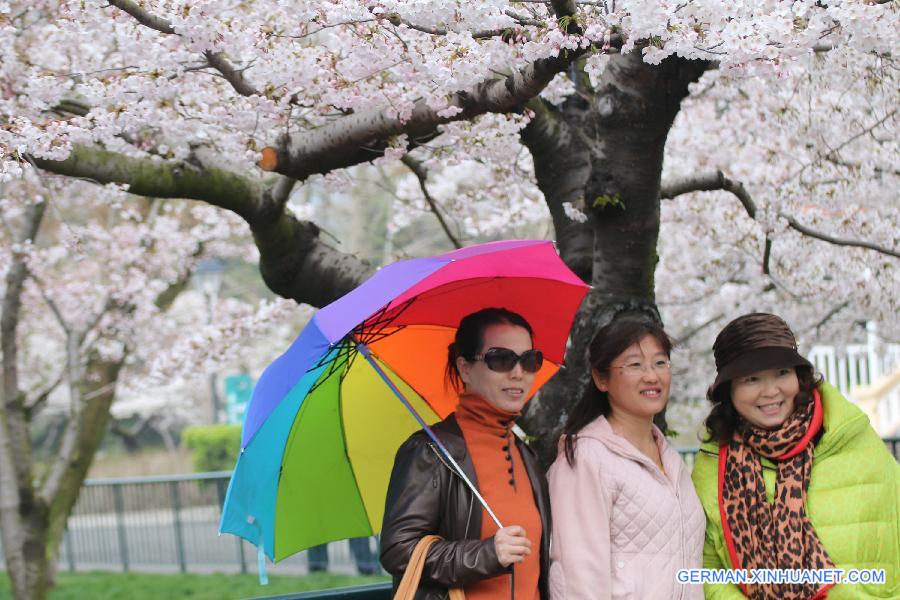 #CHINA-QINGDAO-CHERRY BLOSSOM-RAIN (CN)