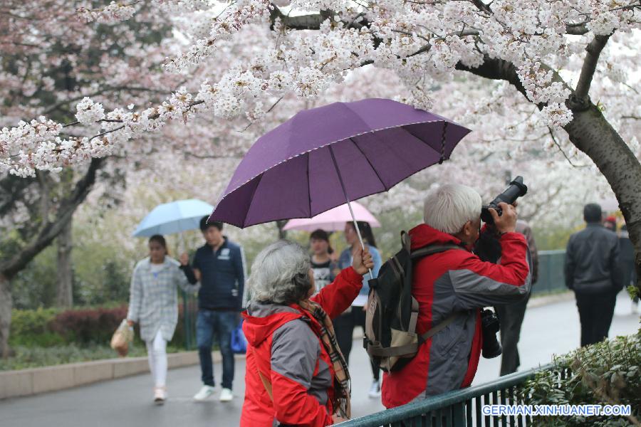 #CHINA-QINGDAO-CHERRY BLOSSOM-RAIN (CN)