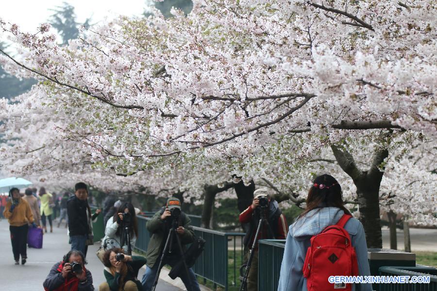 #CHINA-QINGDAO-CHERRY BLOSSOM-RAIN (CN)