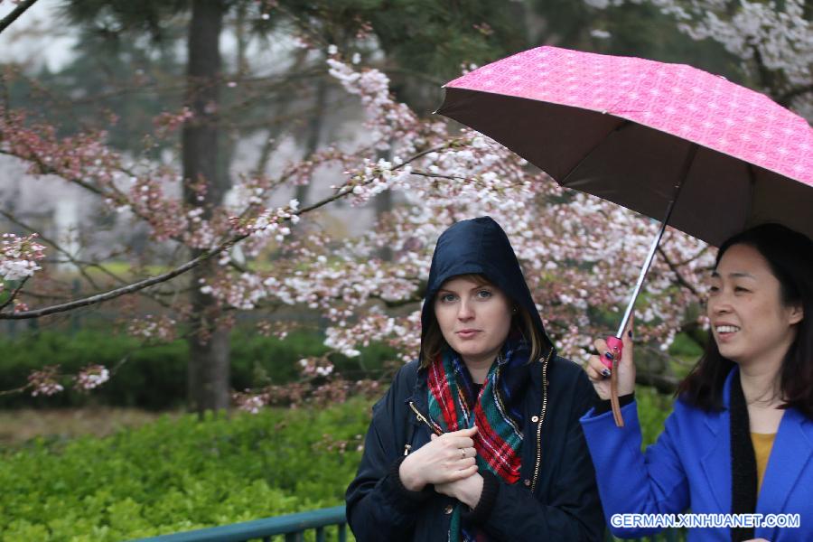 #CHINA-QINGDAO-CHERRY BLOSSOM-RAIN (CN)