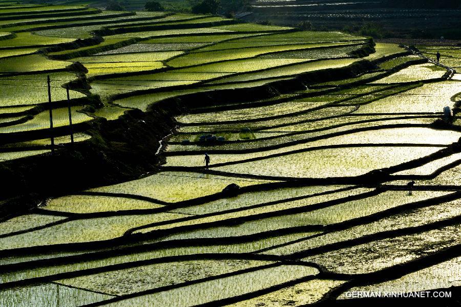 #CHINA-GUANGXI-BAISE-FARMLAND-SCENERY (CN)