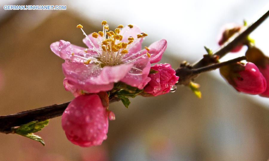 #CHINA-GANSU-ZHANGYE-FLOWERS(CN)