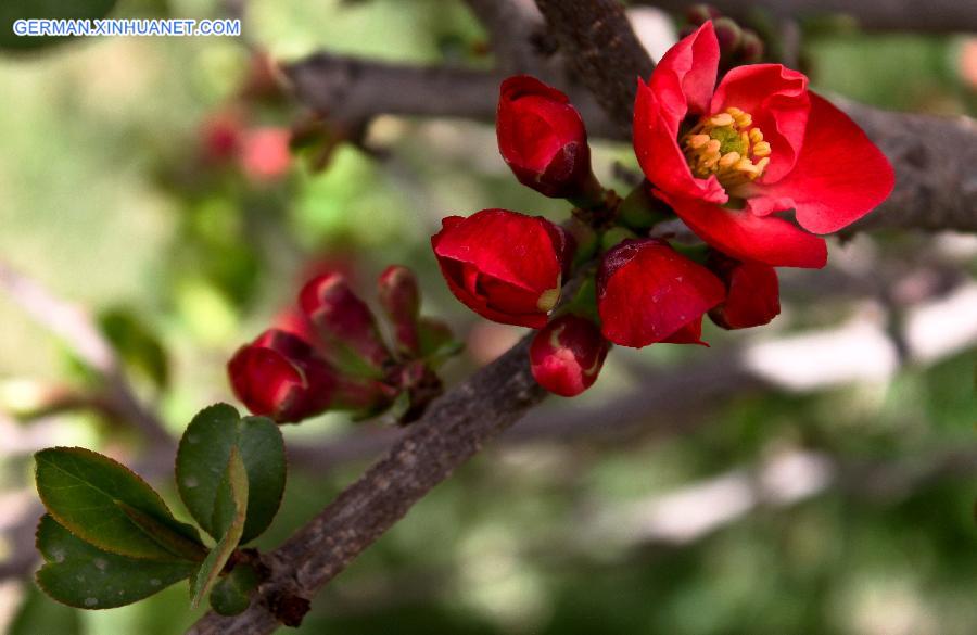 #CHINA-GANSU-ZHANGYE-FLOWERS(CN)