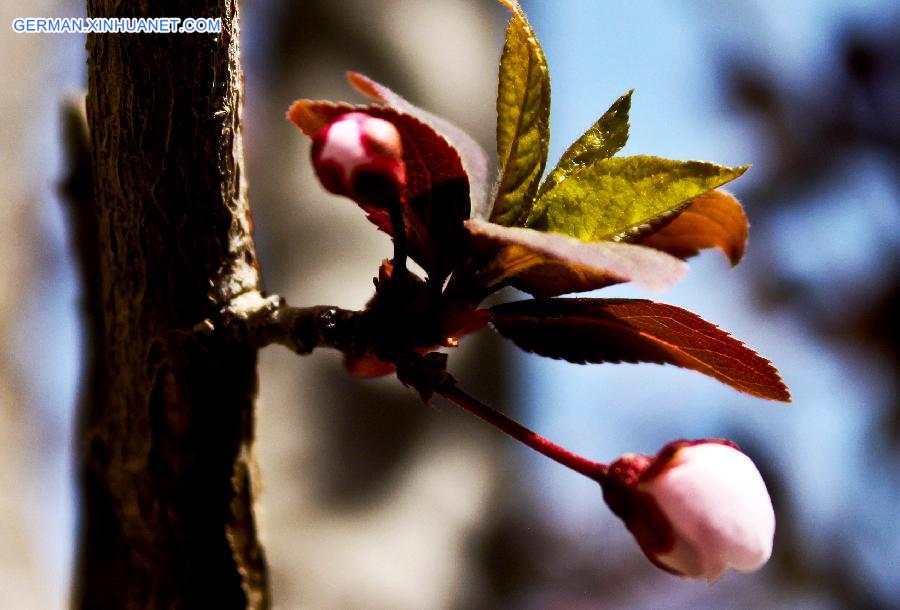 #CHINA-GANSU-ZHANGYE-FLOWERS(CN)