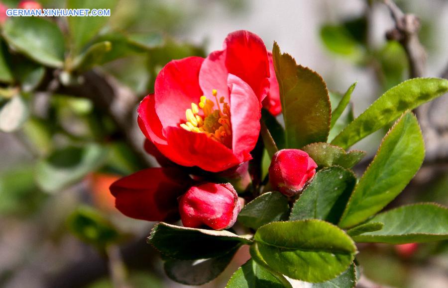 #CHINA-GANSU-ZHANGYE-FLOWERS(CN)