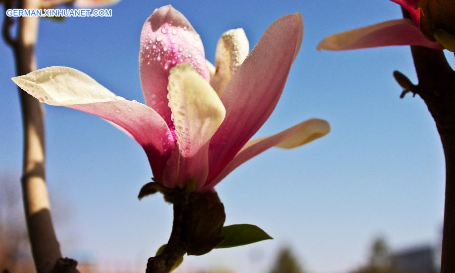 #CHINA-GANSU-ZHANGYE-FLOWERS(CN)