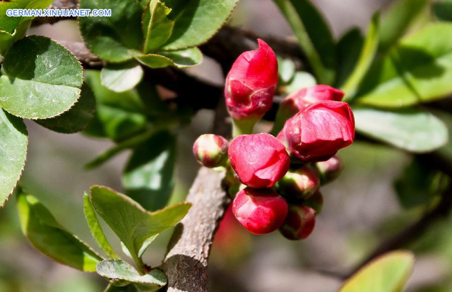 #CHINA-GANSU-ZHANGYE-FLOWERS(CN)