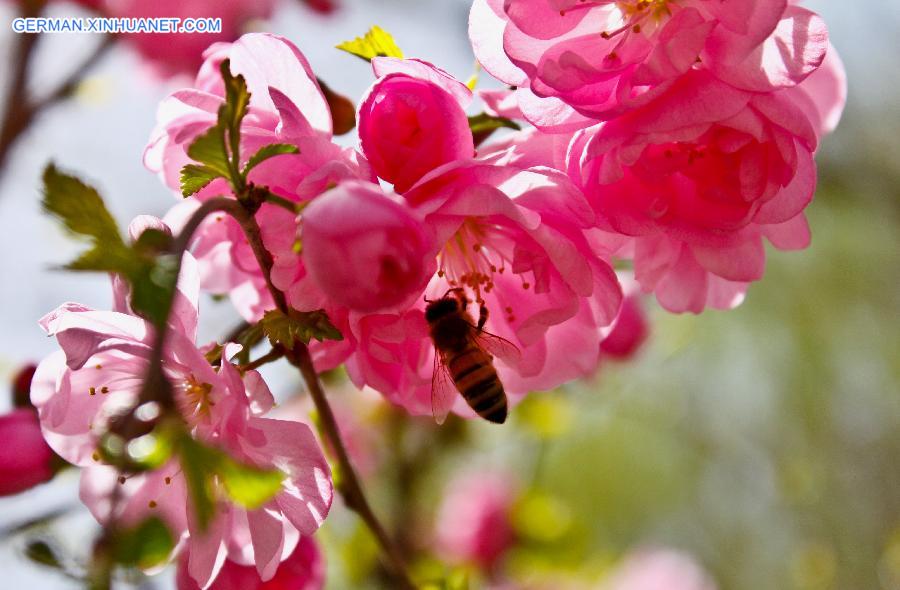 #CHINA-GANSU-ZHANGYE-FLOWERS(CN)