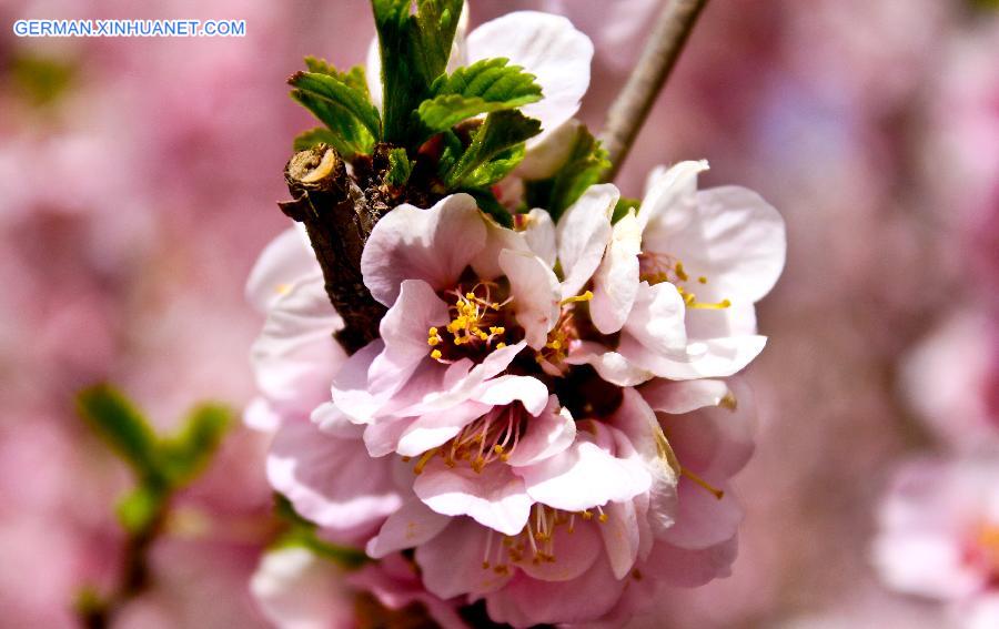 #CHINA-GANSU-ZHANGYE-FLOWERS(CN)