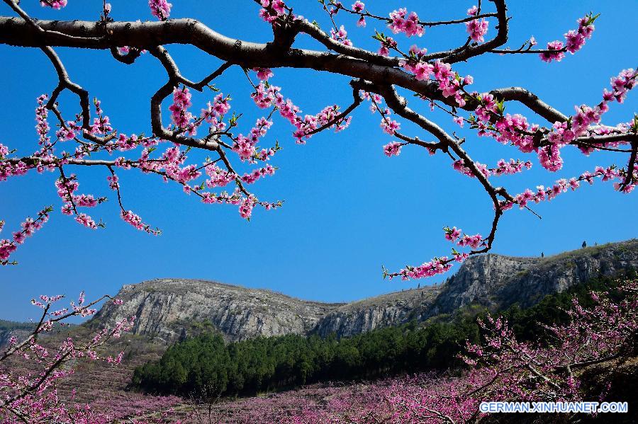 CHINA-SHANDONG-YIMENG MOUNTAIN-FRUIT PLANTATION (CN)