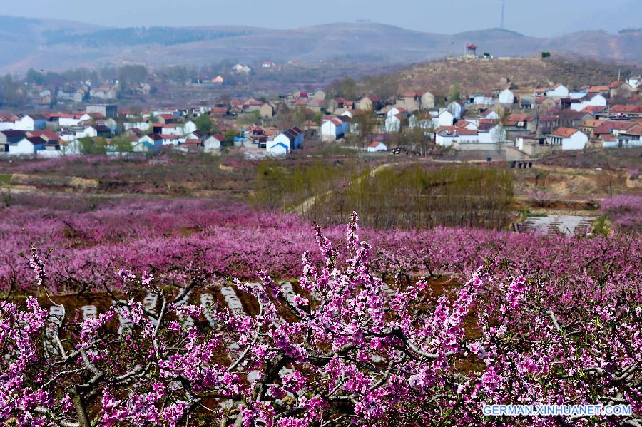 CHINA-SHANDONG-YIMENG MOUNTAIN-FRUIT PLANTATION (CN)