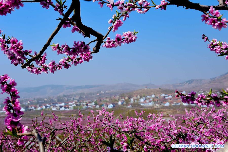 CHINA-SHANDONG-YIMENG MOUNTAIN-FRUIT PLANTATION (CN)