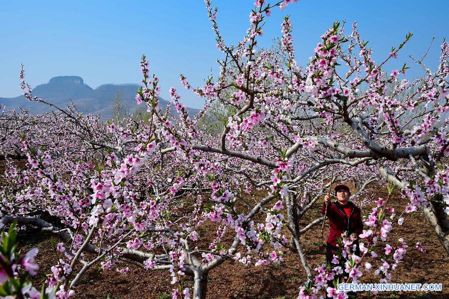 CHINA-SHANDONG-YIMENG MOUNTAIN-FRUIT PLANTATION (CN)