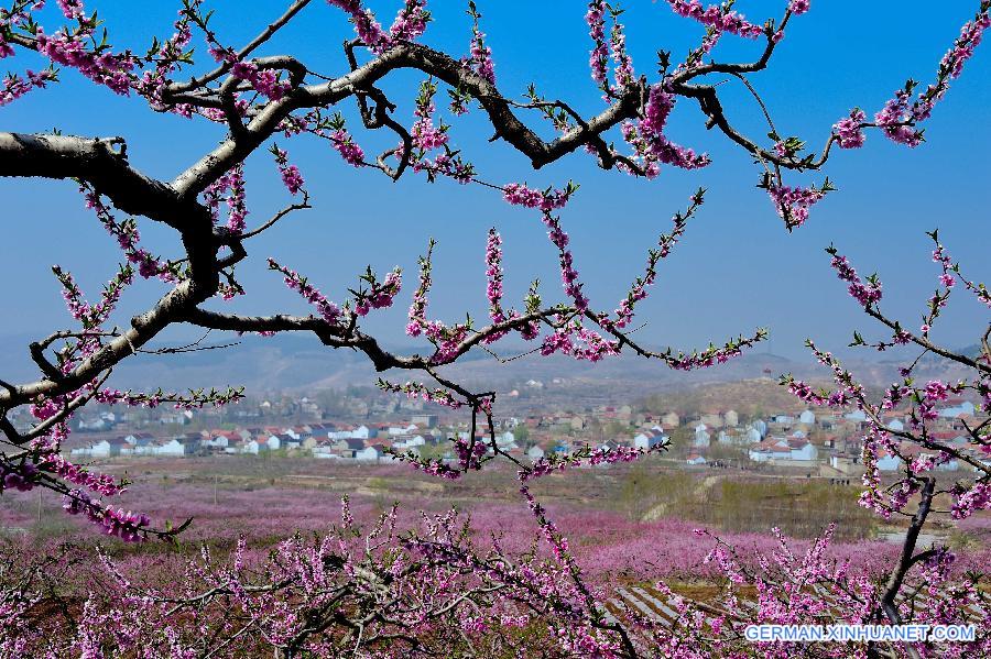 CHINA-SHANDONG-YIMENG MOUNTAIN-FRUIT PLANTATION (CN)