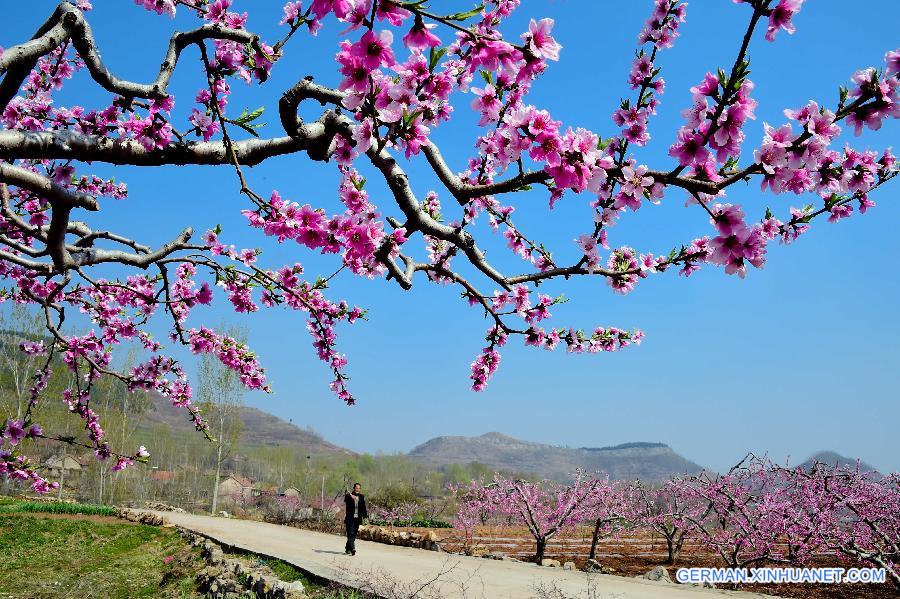 CHINA-SHANDONG-YIMENG MOUNTAIN-FRUIT PLANTATION (CN)