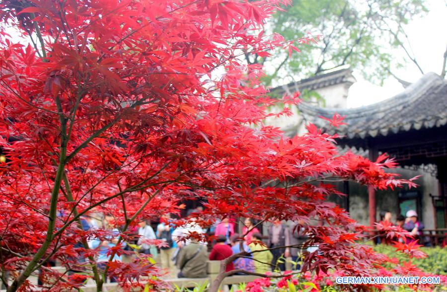 #CHINA-JIANGSU-SUZHOU-JAPANESE MAPLES(CN)