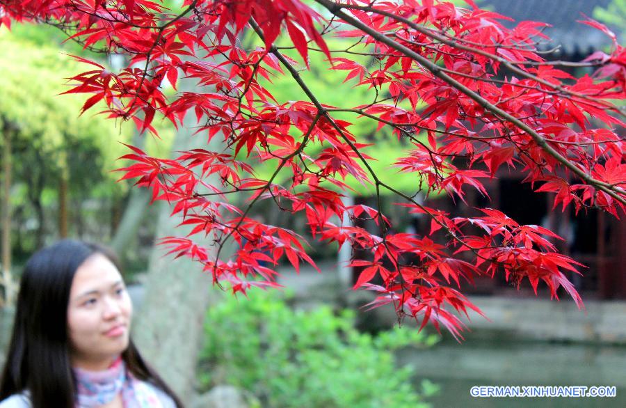 #CHINA-JIANGSU-SUZHOU-JAPANESE MAPLES(CN)