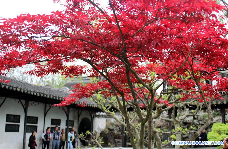 #CHINA-JIANGSU-SUZHOU-JAPANESE MAPLES(CN)